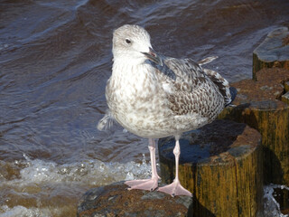 Foam Around a Brave Bird