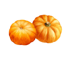 Two umpkin composition watercolor illustration isolated on white background