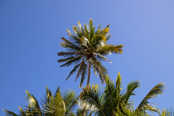 Tropical palms and blue sky.