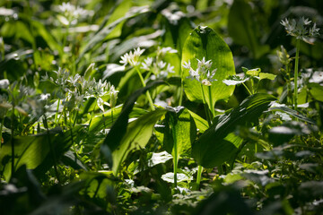 Fototapeta na wymiar Bärlauch Blüte in einem Wald im Frühling