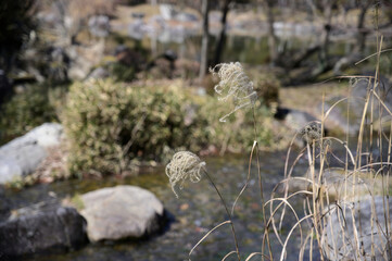 日本庭園　冬のすすき