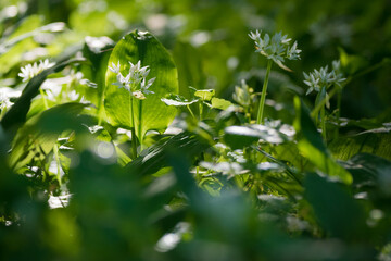 Bärlauch Blüte in einem Wald im Frühling