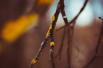 
A branch of a tree with yellow moss, photo in the afternoon