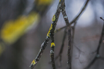 
A branch of a tree with yellow moss, photo in the afternoon