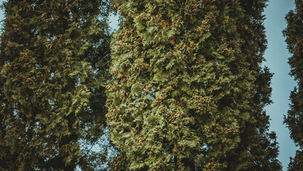 branches of thuja, photo in the afternoon