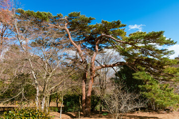 Fototapeta na wymiar 日本庭園の赤松