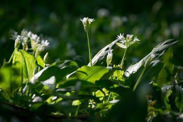 Bärlauch Blüte in einem Wald im Frühling