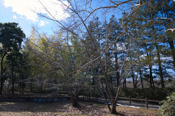 公園の木々と冬の青空
