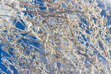 Dry grass in white hoarfrost against the blue sky. Winter frozen plants. Natural background. Selective focus.