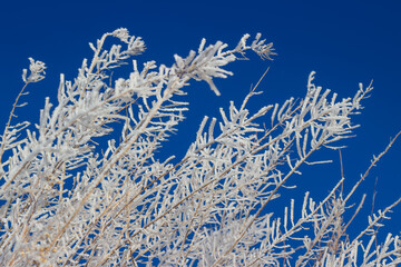 Snow and frost on dry grass against the bright blue sky. Winter frozen plants. Natural background. Selective focus.