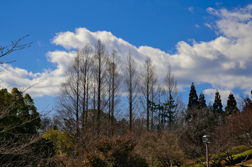 公園の木々と冬の青空