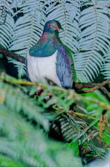 The common wood pigeon Columba palumbus is a large species in the dove and pigeon family Columbidae, native to the western Palearctic.
