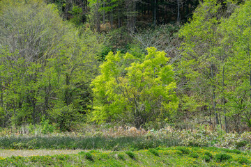 初夏の新緑の森
