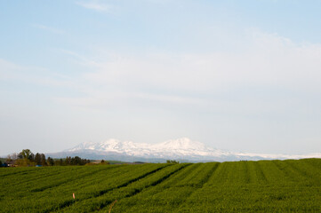春の緑の畑と残雪の山並み　大雪山