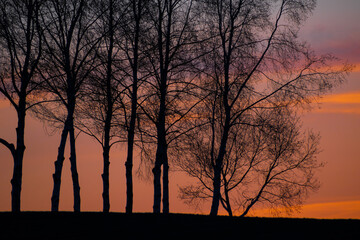 美しい春の夕暮れの空とシラカバ並木のシルエット
