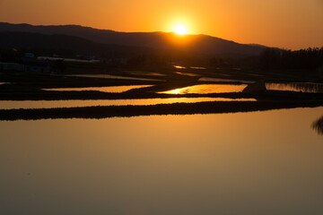 夕日を反射する春の水田

