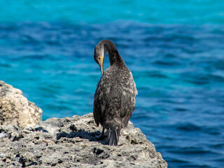 Ave De Agua gris cormorán