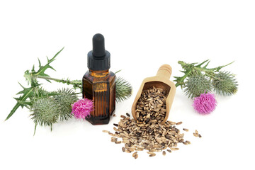 Milk thistle herb plant, seeds and oil used in natural herbal plant medicine for liver and gall...