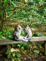 Monkeys in Monkey forest, Bali, Indonesia