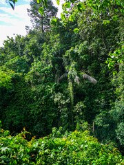 Green JUngle in Bali, Indonesia