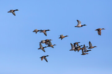 Flying ducks. Blue sky background. Birds: Mallard and Eurasian Teal.