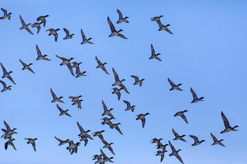 Flying ducks. Blue sky background. Birds: Mallard and Eurasian Teal.