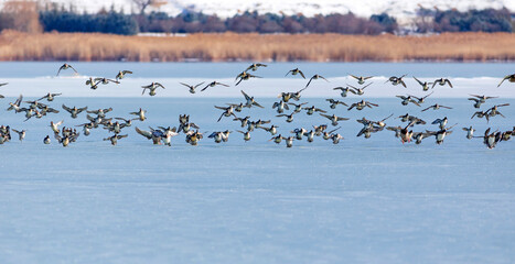 Frozen lake and birds. White blue nature background. Birds; Mallard, Eurasian Wigeon and Eurasian...