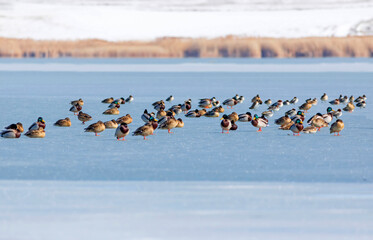 Frozen lake and birds. White blue nature background. Birds; Mallard, Eurasian Wigeon and Eurasian...