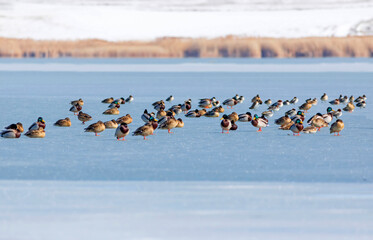 Frozen lake and birds. White blue nature background. Birds; Mallard, Eurasian Wigeon and Eurasian Teal. 