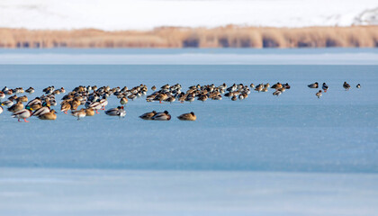 Frozen lake and birds. White blue nature background. Birds; Mallard, Eurasian Wigeon and Eurasian Teal. 