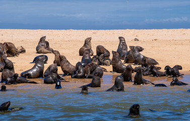 Seal colony off walvis bay, Swakopmund, Namibia