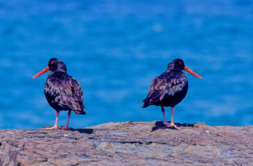 Black oystercatcher