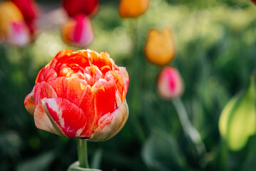 Close-up of beautiful red and yellow peony tulip in the spring garden
