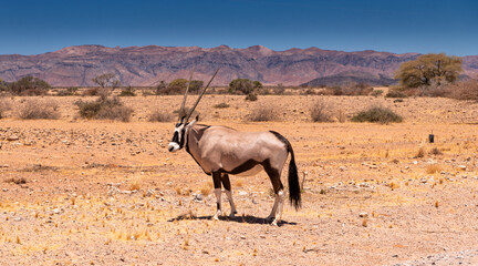 adult oryx antelope in the desert of Sossusvlei, Namibia