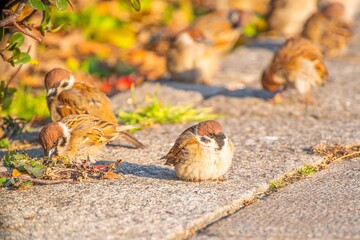 可愛くて癒される公園にいた沢山の野生の雀