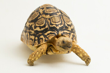 Leopard Tortoise Geochelone pardalis isolated on white background
