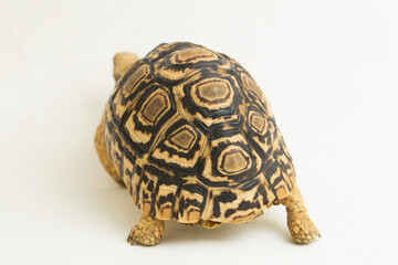 Leopard Tortoise Geochelone pardalis isolated on white background
