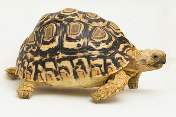 Leopard Tortoise Geochelone pardalis isolated on white background
