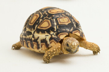 Leopard Tortoise Geochelone pardalis isolated on white background

