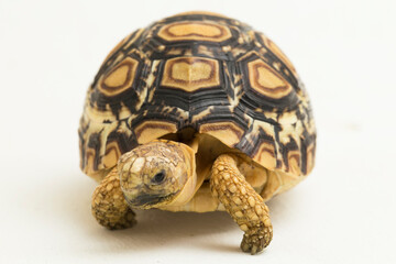 Leopard Tortoise Geochelone pardalis isolated on white background
