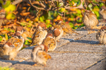 可愛くて癒される公園にいた沢山の野生の雀