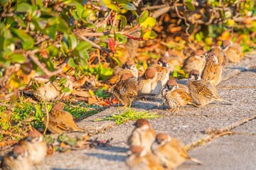 可愛くて癒される公園にいた沢山の野生の雀