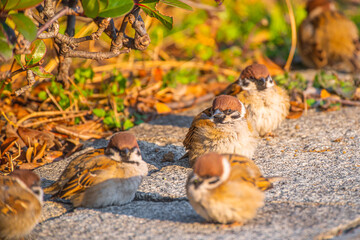 可愛くて癒される公園にいた沢山の野生の雀