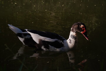 duck in a lake