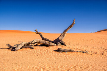 dead tree in dead valley, Sossusvlei, Namibia