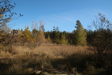 Obraz premium прогулка в осеннем лесу 