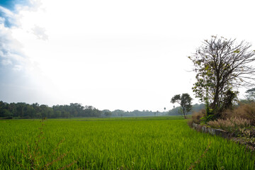 green paddy field and coconut trees in the border, from Palakkad District, the rice bowl of Kerala, India