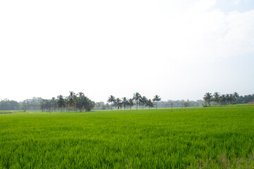 green paddy field and coconut trees in the border, from Palakkad District, the rice bowl of Kerala, India