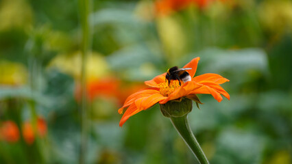 Bumblebee on a flower - Close up