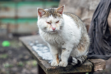 Fototapeta na wymiar A homeless cat with sore eyes sits on an old bench